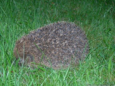a hedgehog