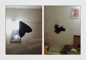 There’s a moth & a frog on the window…