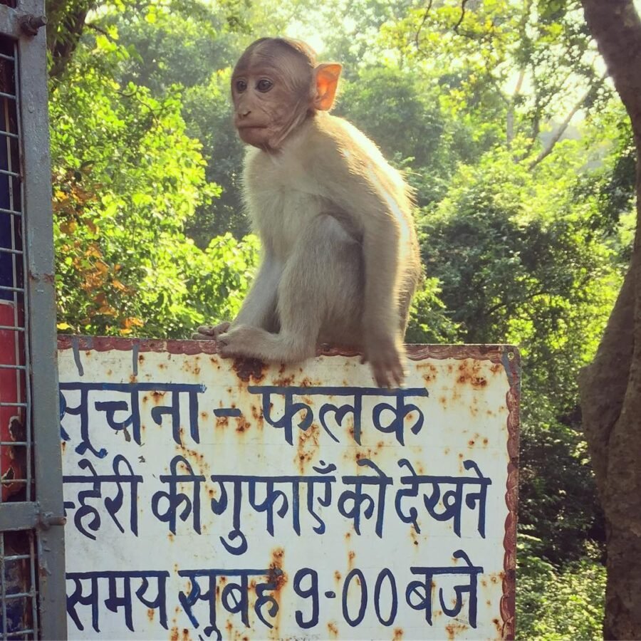 There are actually monkeys in the middle of Mumbai